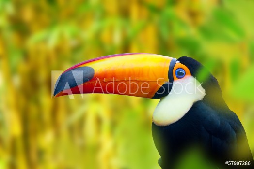 Bild på Colorful Toucan Bird